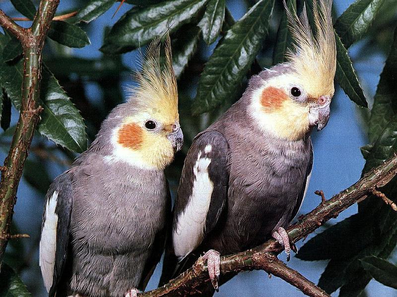 Ds-Oiseau 001-Cockatiels-pair on branch-closeup.jpg