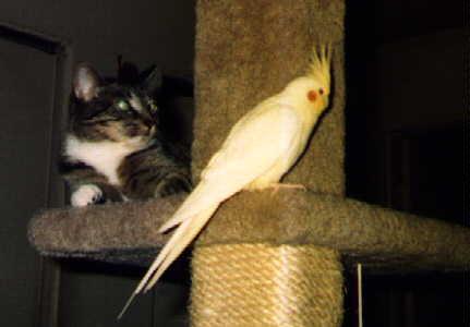 mibaby-House Cat Kitten-and-Cockatiel.jpg