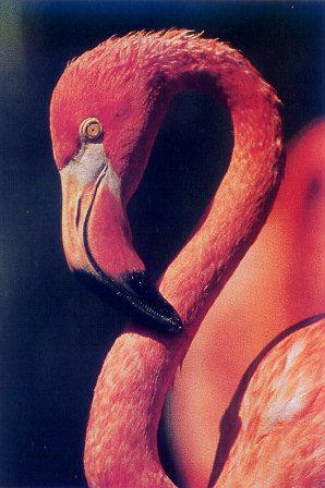 lj Galapagos Flamingo.jpg