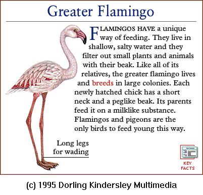 DKMMNature-Bird-Greater Flamingo.gif