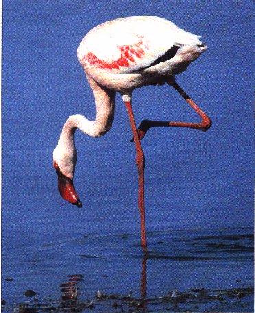 Greater Flamingo-Searching Dinner.jpg