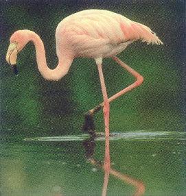 lj Norbert Wu Greater Flamingo-Galapagos Islands.jpg