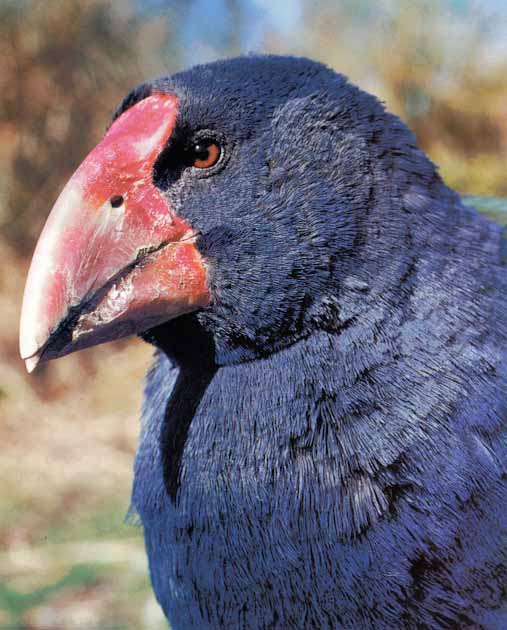 Awhat Bird 20-Takahe-Face Closeup.jpg