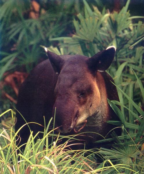lj Baird\'s Tapir-Carara Biological Reserve Costa Rica.jpg