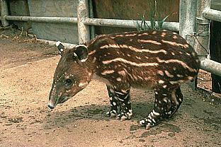 SDZ 0044-South American Tapir-Juvenile.jpg