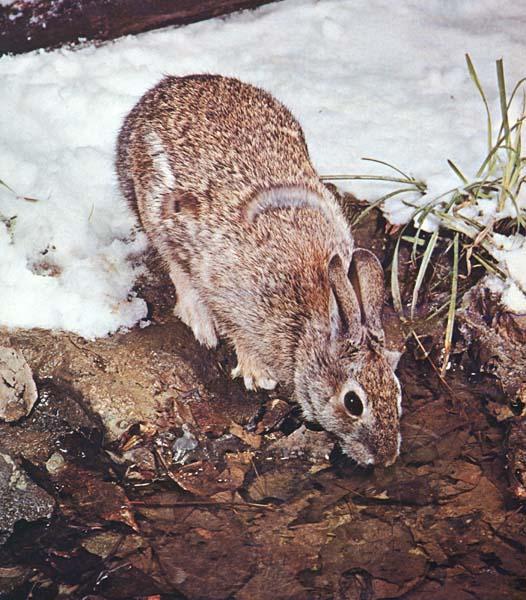 Cottontail Rabbit-Drinking Water-Snow.JPG