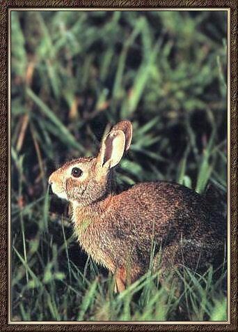 Cottontail Rabbitt 03.jpg
