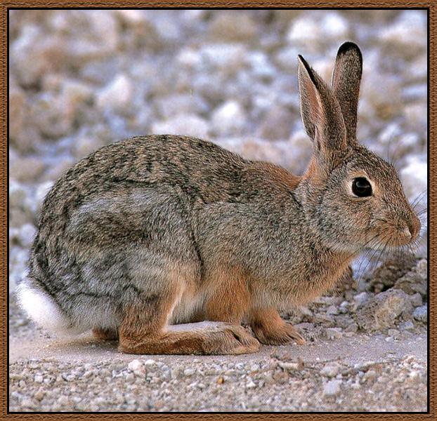 Desert Cottontail Rabbit 01.jpg