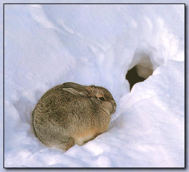 Desert Cottontail Rabbit 02.jpg