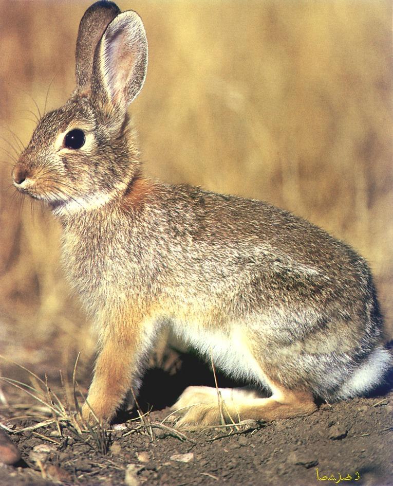 CQ - Eastern Cottontail Rabbit-closeup.jpg
