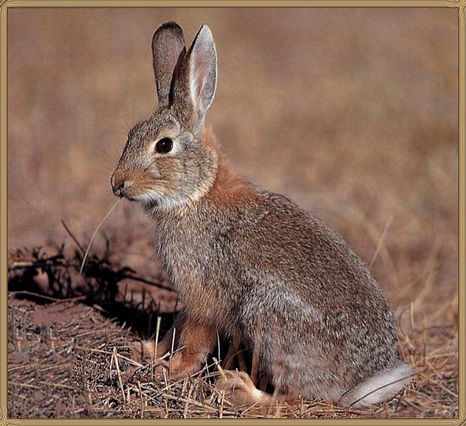 Eastern Cottontail Rabbit 01.jpg