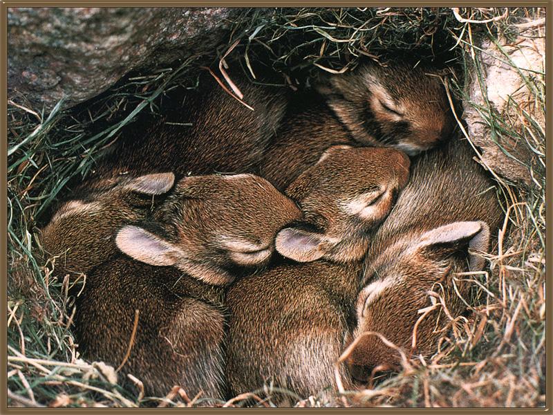 Eastern Cottontail Rabbit 02-Nest-Home For Sleeping.jpg