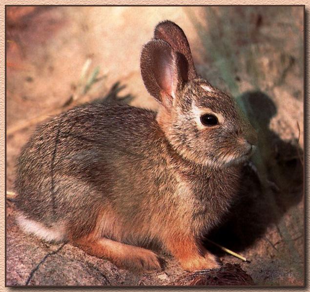 Mountain Cottontail Rabbit 01.jpg