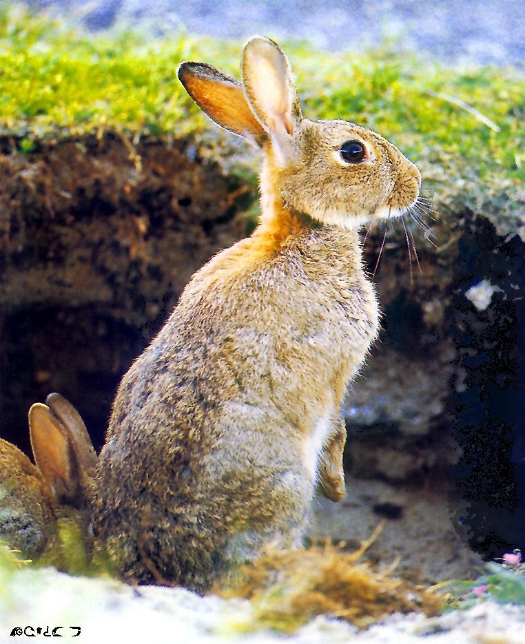 European Rabbit-standing at den entrance.jpg