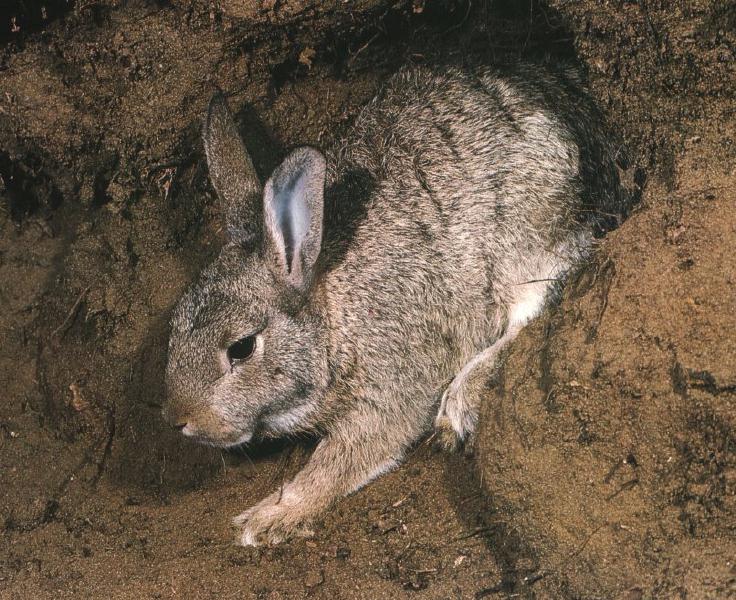 European Rabbit.jpg