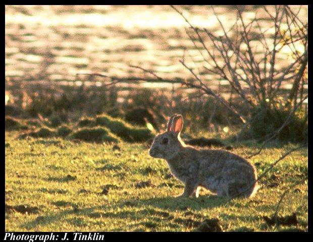 JT05011-European Rabbit-on grass.jpg