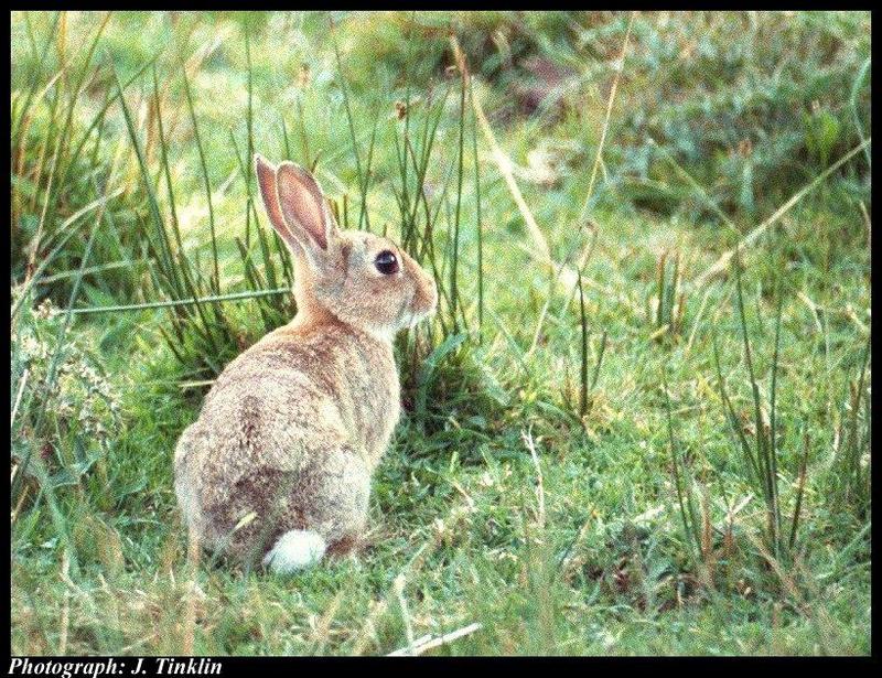 JT05130n-European Rabbit-on grass.jpg
