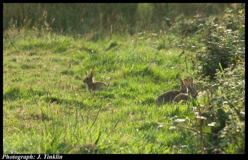 JT05132-European Rabbits-on grass.jpg