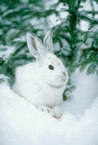 ma-la-15700014-Snow Rabbit.jpg