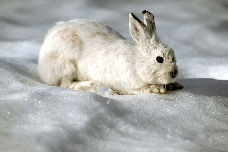 Snow Rabbit 173083.jpg