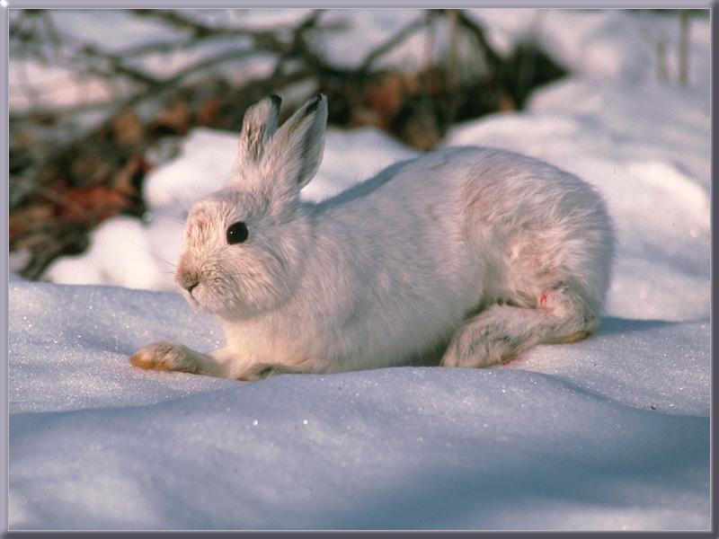 Snowshoe Rabbit 01-On Snow.jpg