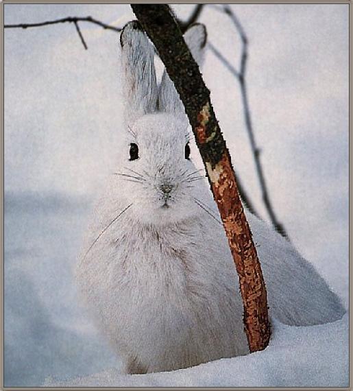 Snowshoe Hare 02.jpg