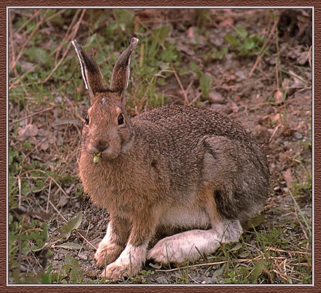 Snowshoe Hare 03.jpg
