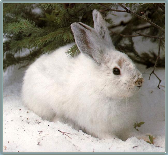 Snowshoe Hare 04.jpg