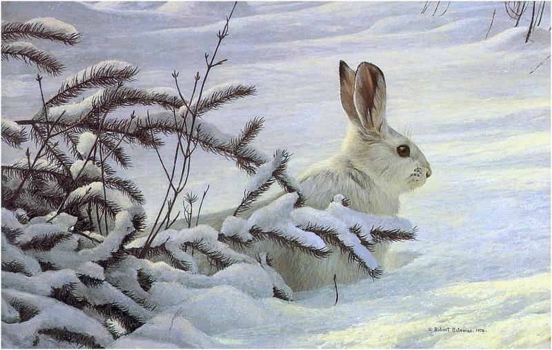 Bateman - Winter-Snowshoe Hare 1978 zw.jpg