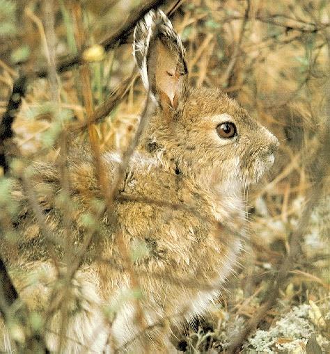 Hare-Hidden In Bush-Closeup.jpg
