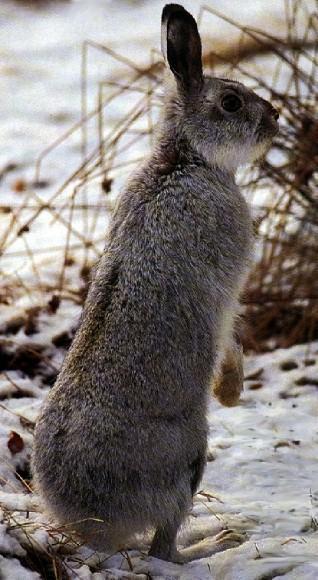 Hare-standing on snow-back view.jpg