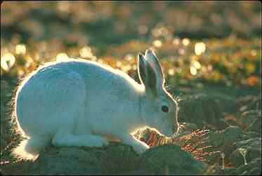 Hare-white.jpg
