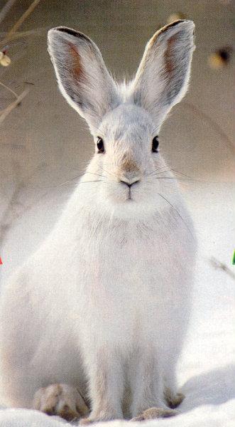 lj Some Bunny.jpg