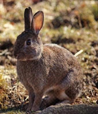 Hare1-sitting on grass-closeup.jpg
