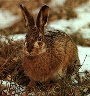 Hare2-sitting on snow grass.jpg