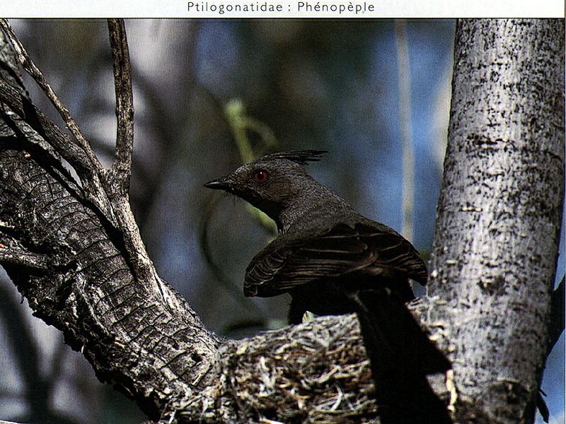 Ds-Oiseau 138-Phainopepla nitens-perching on tree.jpg