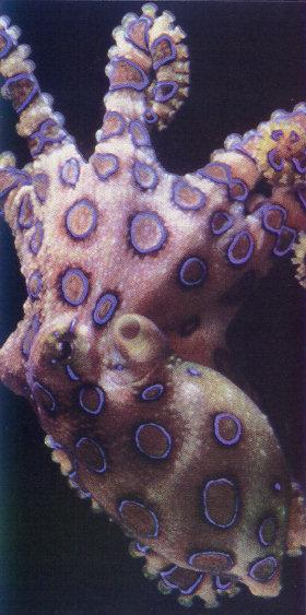 lj Blue-ringed Octopus-Maryland.jpg