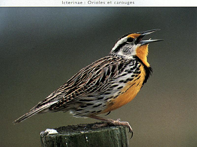 Ds-Oiseau 078-Eastern Meadowlark-singing on post.jpg