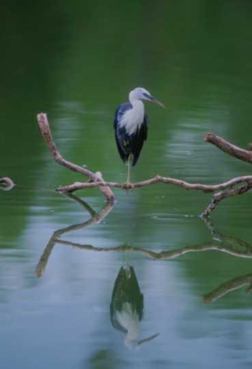 Bird01-Blue Heron.jpg