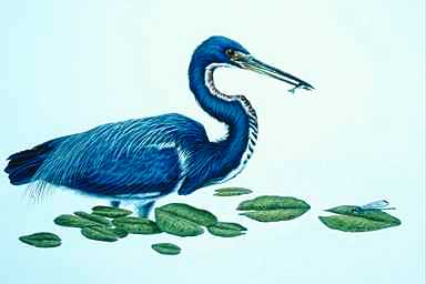 Bird Painting-Blue Heron1-foraging in pond.jpg