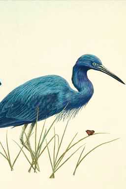 Bird Painting-Blue Heron5-foraging in swamp.jpg