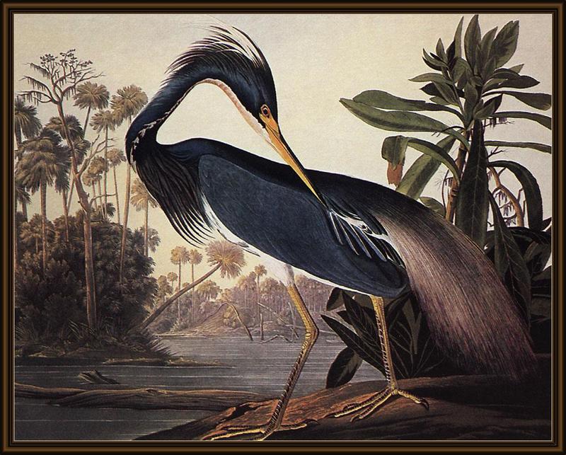 ksw-jj audubon-louisiana heron.jpg