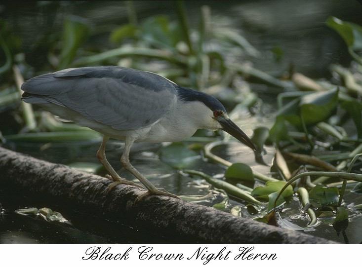 96blkhrn Black-crowned night heron-stalks on log.jpg