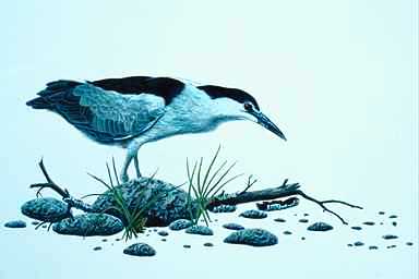 Bird Painting-Black-crowned Night Heron-foraging on shore.jpg