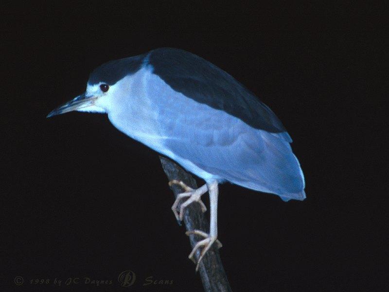 Nitbird1-Black-crowned Night Heron-on log.jpg