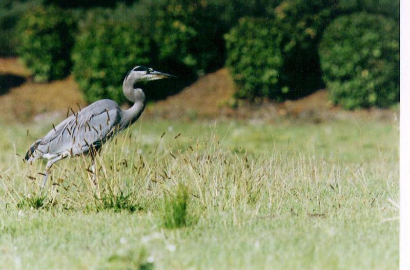 Gray Heron 4-Walks on grassland.jpg