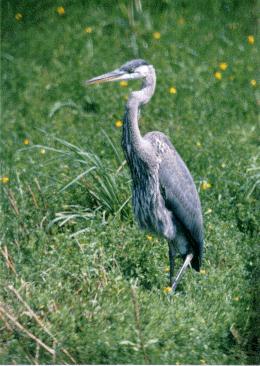 HERON-Gray Heron-standing on grass.JPG