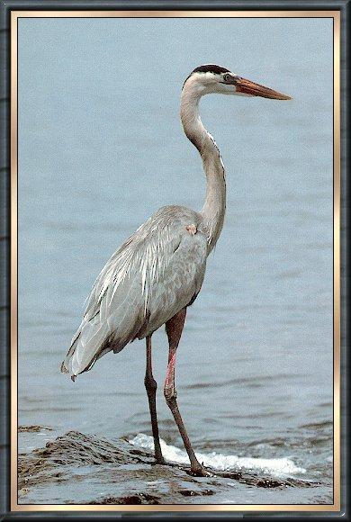Bird bb012-Great Blue Heron-standing on shore.jpg
