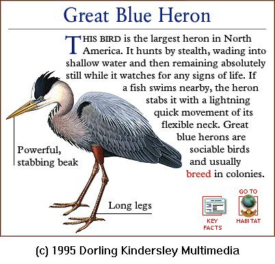 DKMMNature-Bird-Great Blue Heron.gif