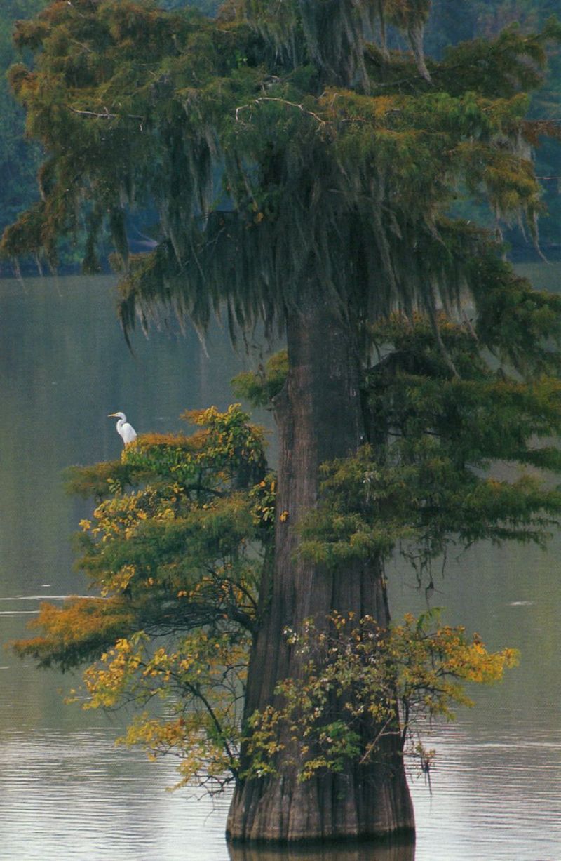 cypress-Large Egret-by Joel Williams.jpg